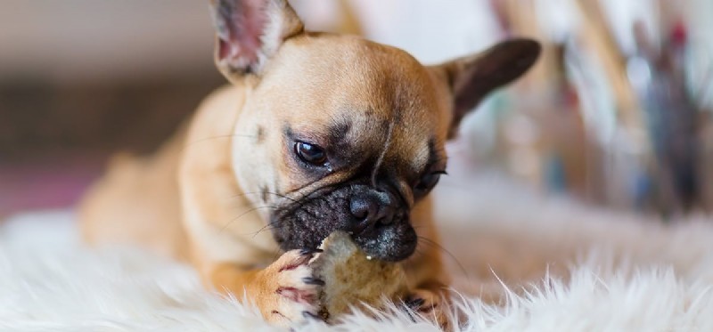 Os cães podem sentir o gosto do sal?