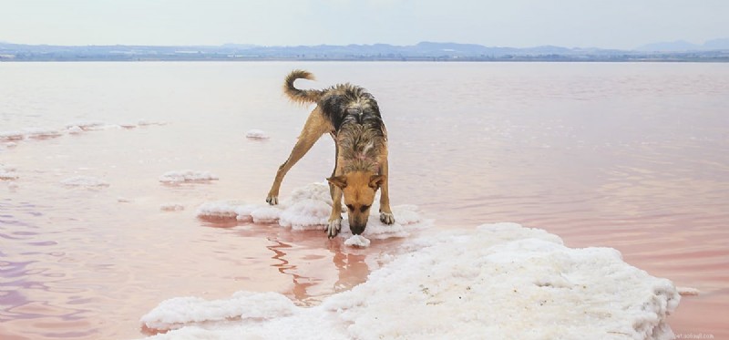 Os cães podem sentir o gosto do sal?