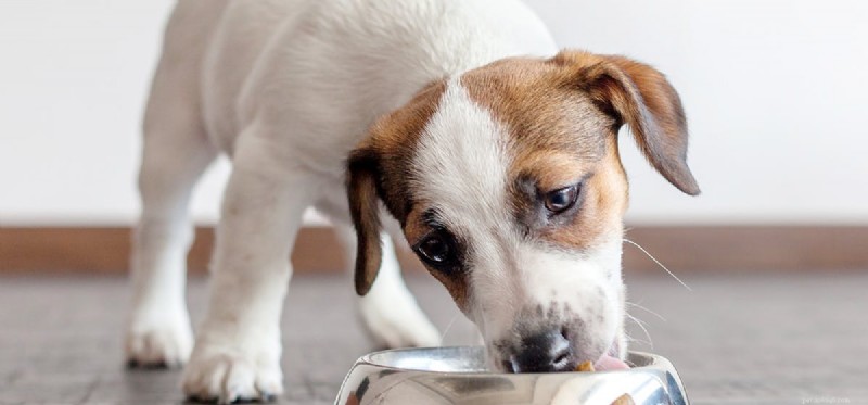 Os cães podem sentir o gosto do sal?