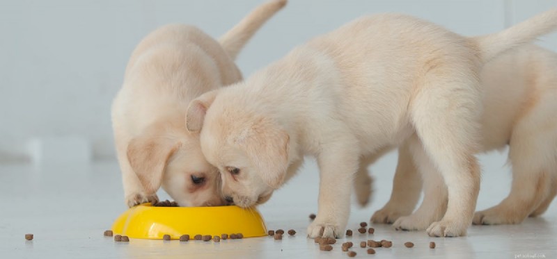 Os cães podem sentir o gosto do sal?