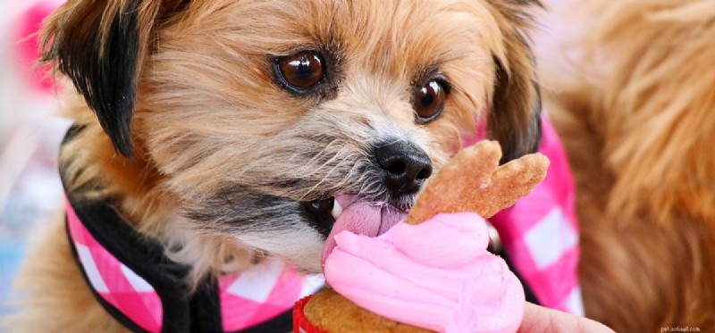 I cani possono avere un sapore dolce?