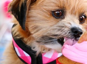Můžou psi chutnat sladce?
