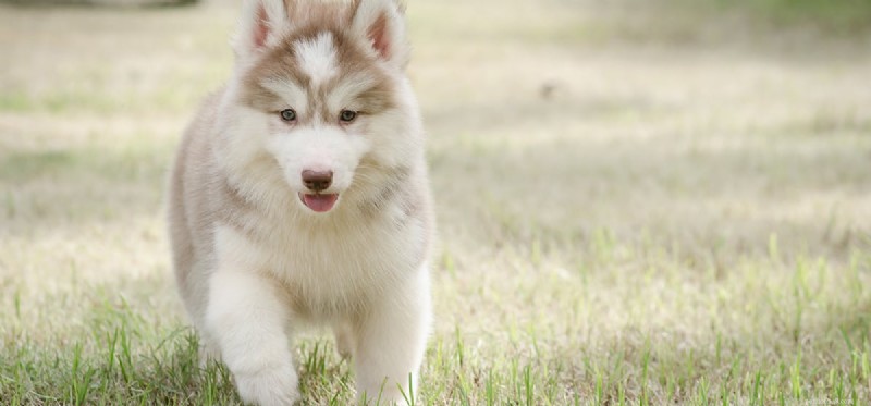 Les chiens peuvent-ils avoir un goût piquant ?