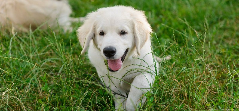 Os cães podem provar comida picante?