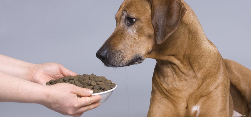 Kunnen honden proeven wat ze ruiken?