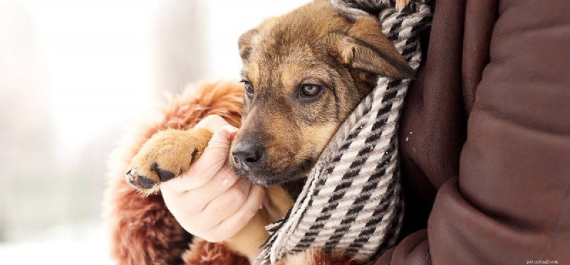 I cani possono dire da quanto tempo sei andato?