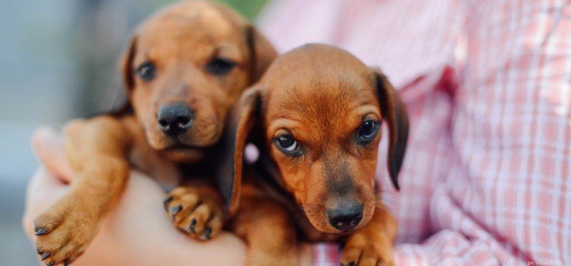 Os cães sabem dizer há quanto tempo você se foi?