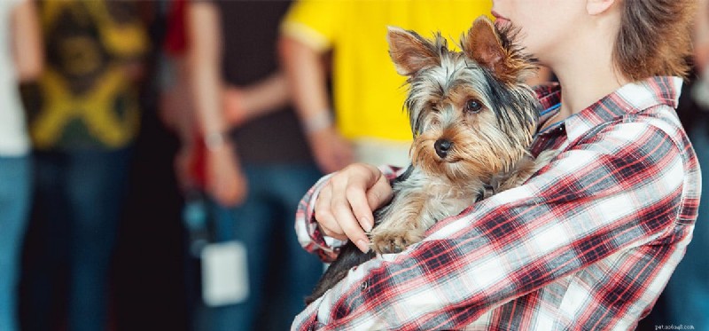 Kunnen honden zien hoe lang je weg bent?