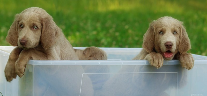 Kunnen honden een identieke tweeling van elkaar onderscheiden?