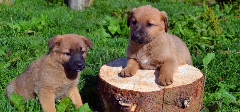 Les chiens peuvent-ils distinguer des jumeaux identiques ?