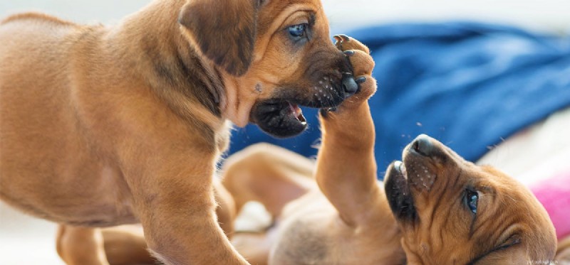 Kunnen honden een identieke tweeling van elkaar onderscheiden?