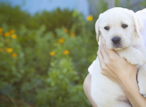 Могут ли собаки определить, когда вам грустно?
