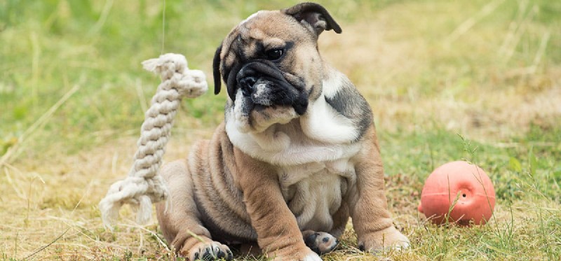 Os cães podem pensar que os brinquedos são filhotes?