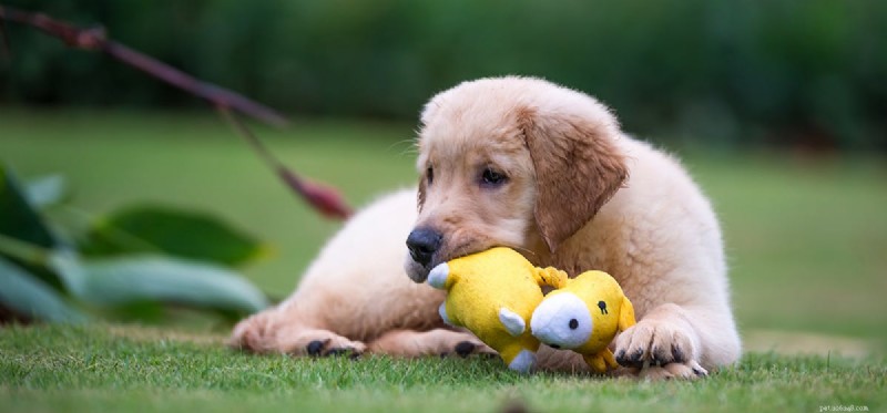 I cani possono pensare che i giocattoli siano cuccioli?