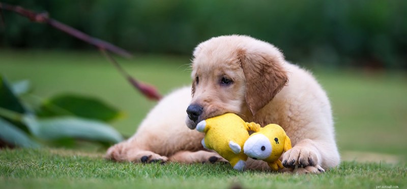 Os cães podem pensar que os brinquedos são filhotes?