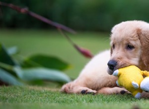 Могут ли собаки думать, что игрушки — это щенки?