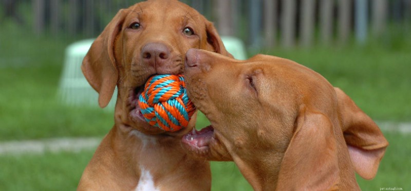 Kunnen honden denken dat speelgoed puppy s zijn?