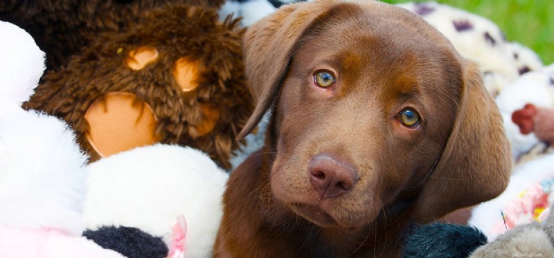 Mohou si psi myslet, že hračky jsou štěňata?