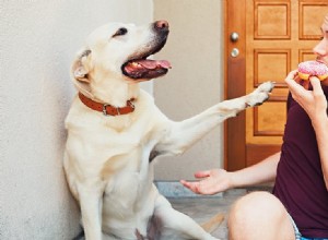 Могут ли собаки понимать жесты?