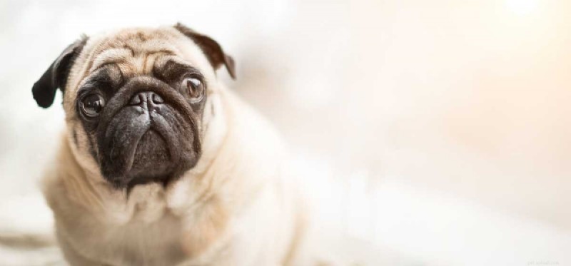 Dokážou psi porozumět lidskému štěkání?