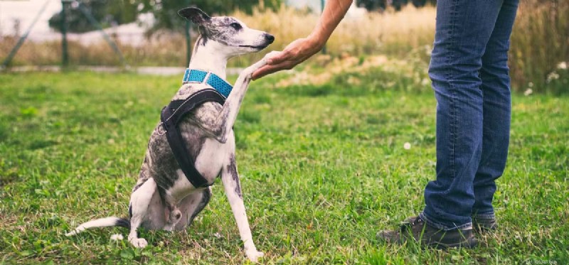 Kan hundar förstå mänskligt kroppsspråk?