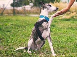 Могут ли собаки понимать язык человеческого тела?