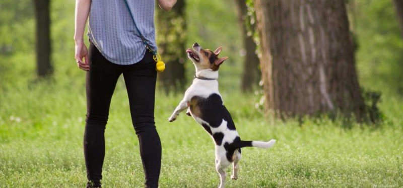 Os cães podem entender a linguagem corporal humana?