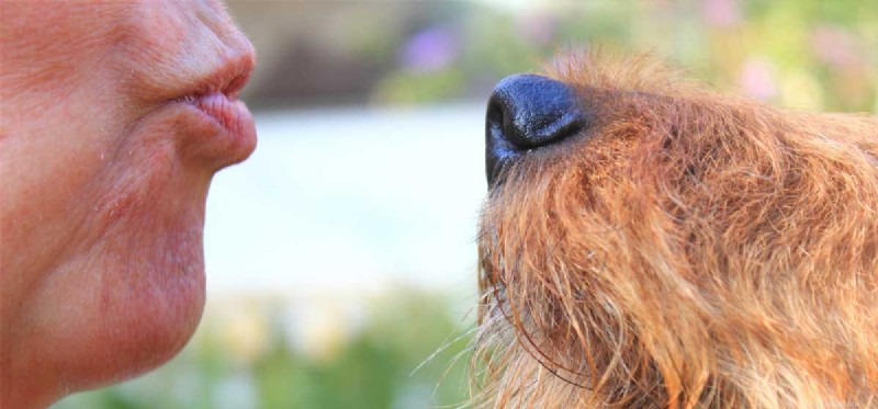 개가 사람의 키스를 이해할 수 있습니까?