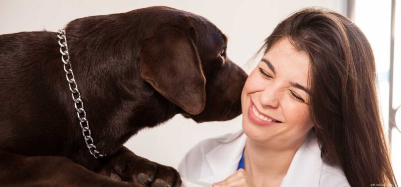 Dokážou psi porozumět lidským polibkům?