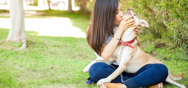 Os cães podem entender beijos humanos?