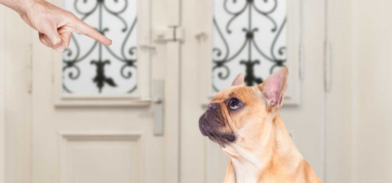 Могут ли собаки понимать оскорбления?