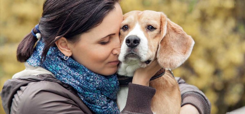 Могут ли собаки понимать наши чувства?
