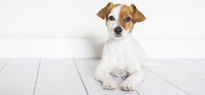 Kunnen honden menselijke oordruppels gebruiken?