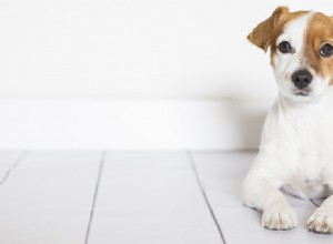 犬は人間の点耳薬を使用できますか?