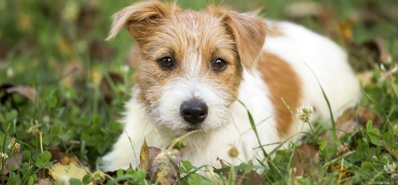 I cani possono usare gocce per le orecchie umane?