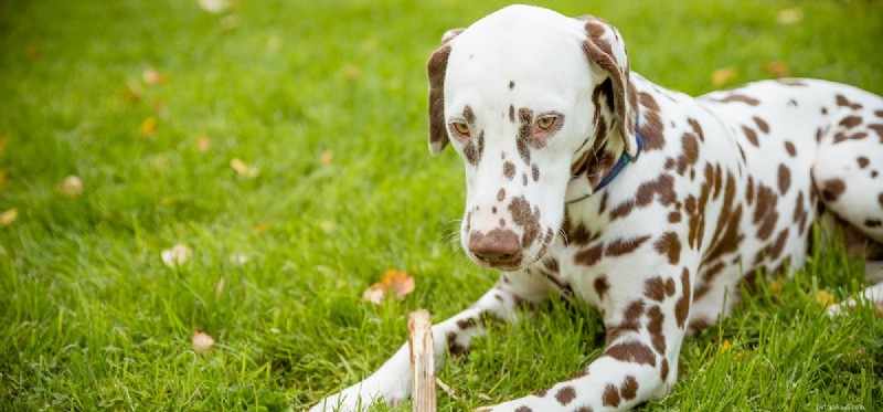 Os cães podem usar colírios humanos?