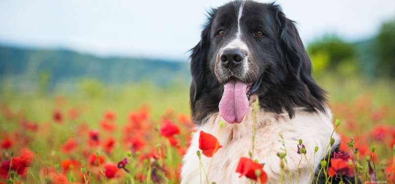 ニューファンドランド犬はアパートに住めますか?