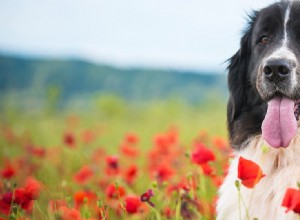 ニューファンドランド犬はアパートに住めますか?