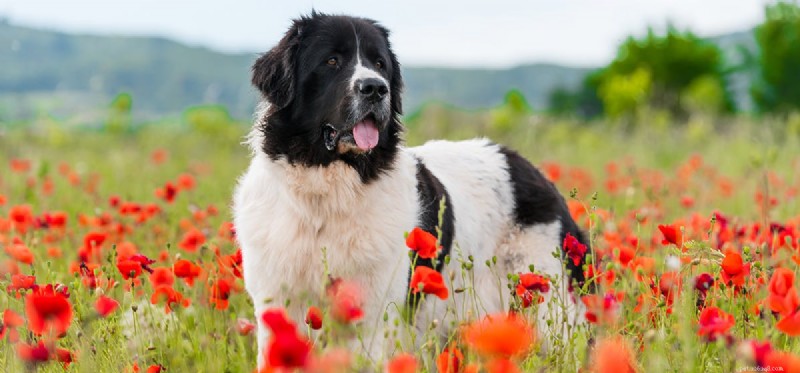 Os cães da Terra Nova podem morar em apartamentos?