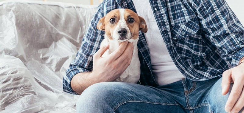 Os cães de serviço podem morar em apartamentos?