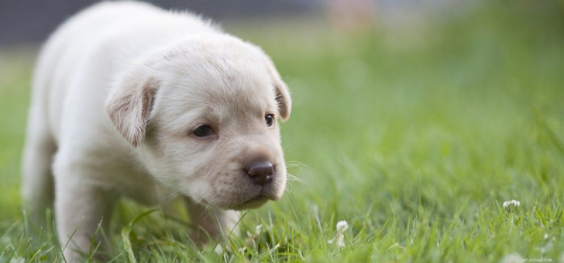 犬はお腹のゴロゴロ音を聞くか?