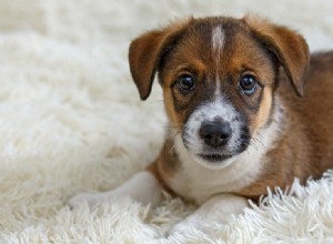 犬は柔らかい毛布が好きですか?