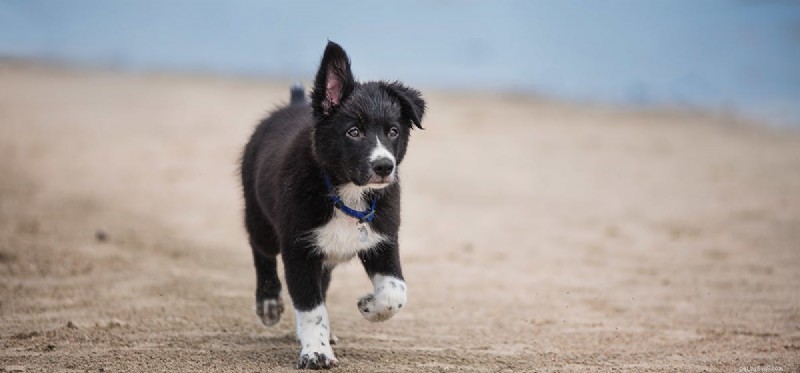 犬はお腹のゴロゴロ音を聞くか?