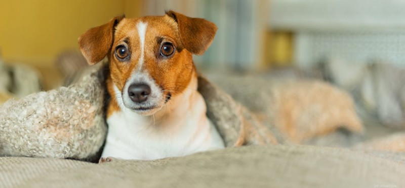 Os cães gostam de cobertores macios?