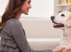 Собаки могут отличить счастливое лицо от злого