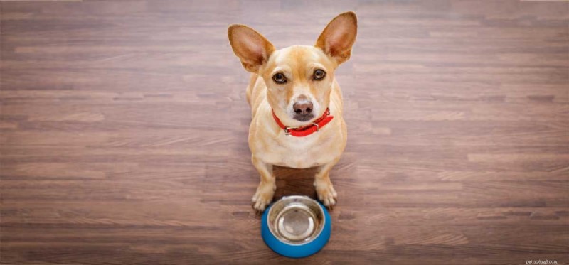 Come possono i cani aumentare di peso?