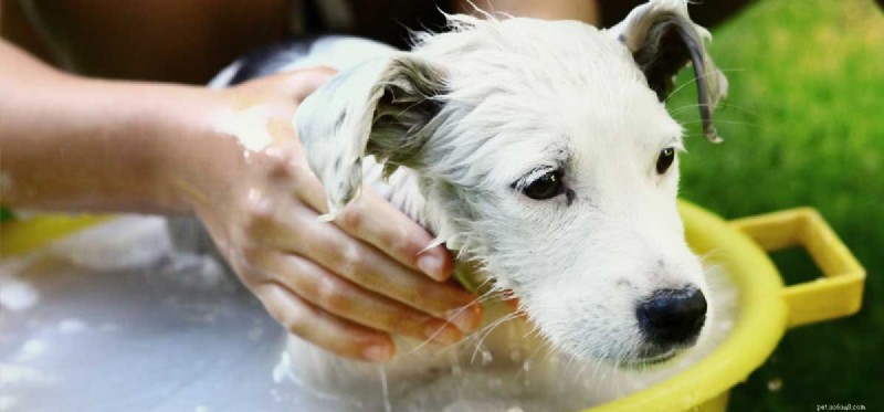 Com o que os cães podem ser lavados?