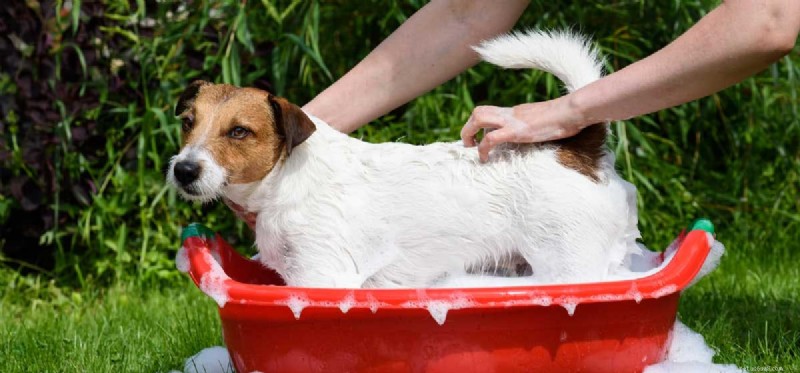 Waarmee kunnen honden worden gewassen?