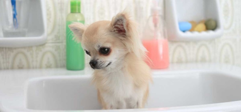 Waarmee kunnen honden worden gewassen?
