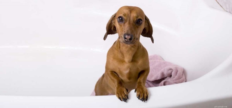 Com o que os cães podem ser lavados?
